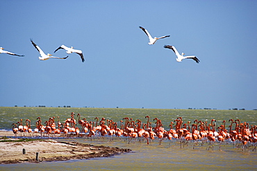 Colony of flamingos at Rio Lagartos, State of Yucatan, Peninsula Yucatan, Mexico