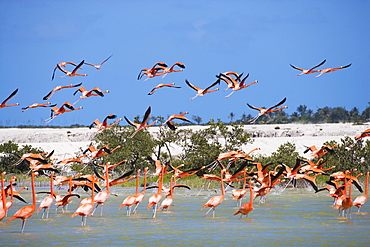 Colony of flamingos at Rio Lagartos, State of Yucatan, Peninsula Yucatan, Mexico