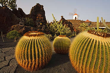 Windmill and cacti, botanical garden, Jardin de Cactus, artist and architect Cesar Manrique, Guatiza, UNESCO Biosphere Reserve, Lanzarote, Canary Islands, Spain, Europe