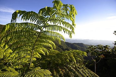 Fern and mountain scenery under blue sky, Cordillera Centra, Puerto Rico, Carribean, America