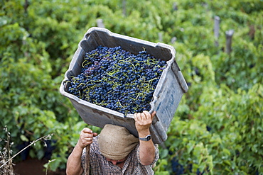 Man carrying a basket full of grapes, Grape harvest in the vineyard of the Madeira Wine Company, Estreito de Camara de Lobos, Madeira, Portugal