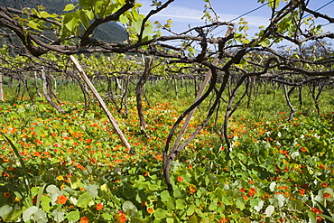 Nasturtium Field in Vineyard, Cruzinhas, Madeira, Portugal