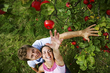 Couple under an apple tree, woman reaching for an apple, Styria, Austria