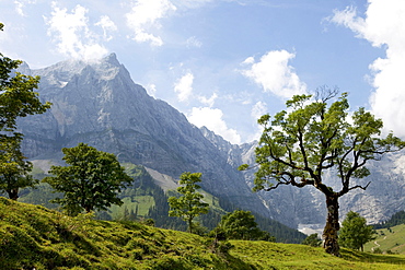 Mountain scenery with tree, Eng, Karwendel, Tyrol, Austria