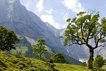 Mountain scenery with tree, Eng, Karwendel, Tyrol, Austria