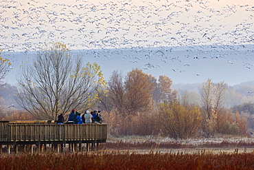 tourists on platform in Bosque del Apache Wildlife Refuge, Snow Geese wintering, New Mexico, USA