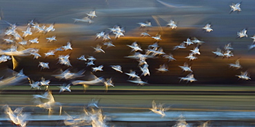 Snow Geese flight, abstract, Bosque del Apache, Anser caerulescens atlanticus, Chen caerulescens, New Mexico, USA