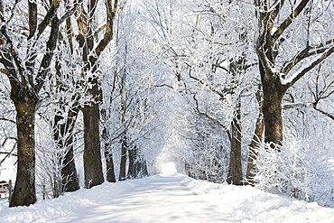 Alley in snow, winterscenery near Benediktbeuern, Upper Bavaria, Germany