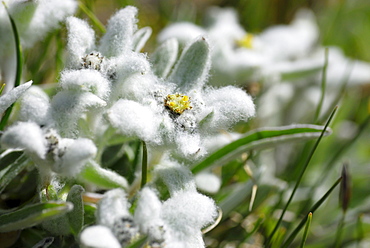 Edelweiss (Leontopodium alpinum), Naturpark Fanes-Sennes-Prags, Dolomites, Trentino-Alto Adige/South Tyrol, Italy