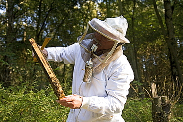 beekeeper, with smoke pipe, harvests honey from hives, Lower Saxony, Germany