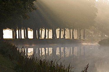 Graft, tree lines, fog, Great Garden Herrenhausen in Hanover, Hanover, Lower Saxony, northern Germany