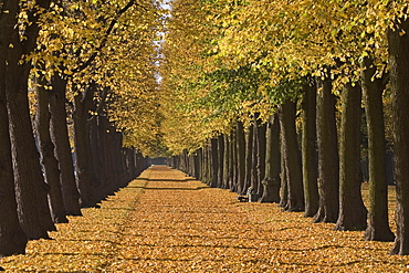 autumn, Graft, tree lines along water moat around the Great Garden Herrenhausen in Hanover, one of Europe's best preserved historic baroque gardens, Hanover, Lower Saxony, northern Germany