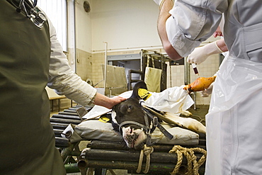 Veterinary surgeons operate on a calf, University of Veterinary Medicine, TiHo, Hanover, Lower Saxony, Germany