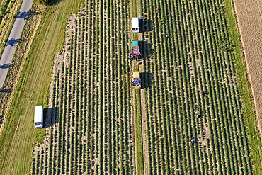 aerial view of fields in Calenberger Land, region Hanover, Lower Saxony, northern Germany