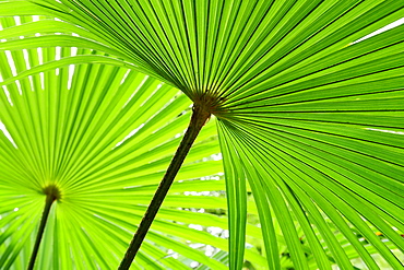 Palm leaves, Lake Como, Lombardy, Italy