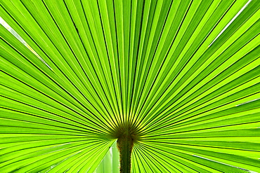 Palm leaf, Lake Como, Lombardy, Italy