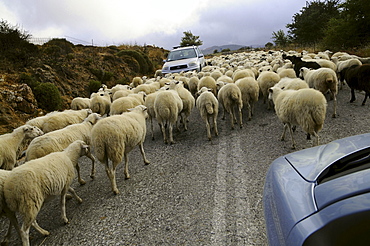 Flock of sheep on a street in the mountains, island of Naxos, the Cyclades, Greece, Europe