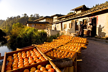 The village Hongkeng of the Hakka at a river in the morning, fruit drying in the sun, Hongkeng, Longyan, Fujian, China, Asia