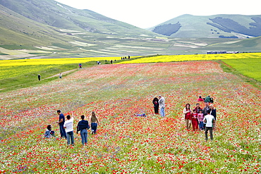 flowering meadow, Piano Grande, Monti Sibillini Nationalpark near Castelluccio, Umbria, Italy