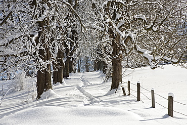 winterscenery, Upper Bavaria, Germany