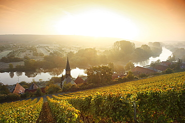 View over vineyards Volkach-Koehler, Franconia, Bavaria, Germany