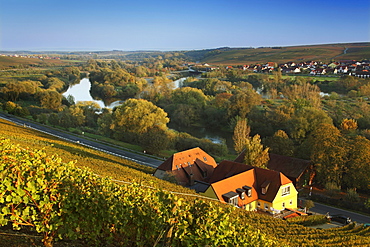 View over vineyards to Nordheim, Franconia, Bavaria, Germany