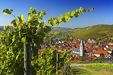 View along a vineyard to Randersacker, Franconia, Bavaria, Germany