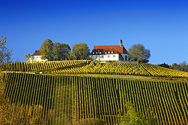 Vineyards and Vogelsburg abbey, Volkach, Franconia, Bavaria, Germany