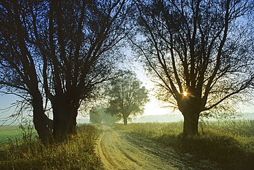 Dawn along a path with old willow trees, Mecklenburg lake district, Mecklenburg-Western Pomerania, Germany