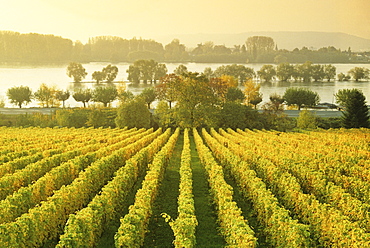 View from a wineyard towards the Rhine river, near Oestrich-Winkel, Rheingau, Rhine river, Hesse, Germany