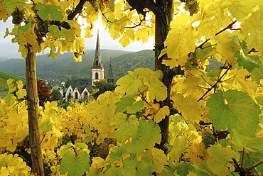 View from the wineyards towards St. Martin church, Ediger-Eller, river Moselle, Rhineland-Palatinate, Germany