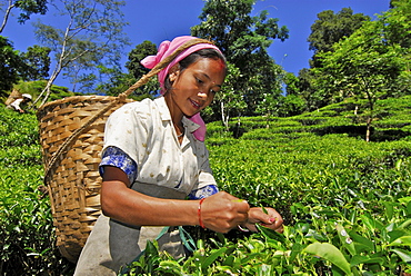 Woman plucking tea at Makaibari tae plantation, Darjeeling, West Bengal, India, Asia