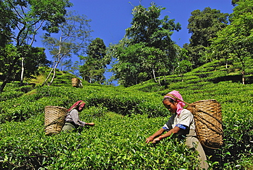 Women plucking tea at Makaibari tea plantation, Darjeeling, West Bengal, India, Asia