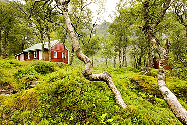 Red wooden house in a forest of birches at lake Fynderdalsvatnet, Folgefonn peninsula, Kvinnherad, Hordaland, Norway, Scandinavia, Europe