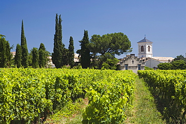 Vineyard in front of the houses of the village Suze-la-Rousse, Drome. Provence, France