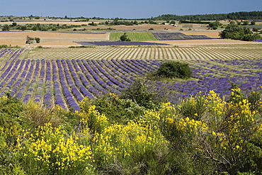 Blooming broom in front of landscape with lavender field, Vaucluse, Provence, France