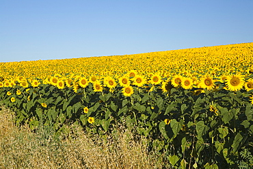 Blooming sunflower field, Alpes-de-Haute-Provence, Provence, France