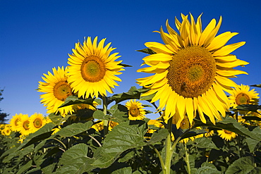 Blooming sunflower field, Alpes-de-Haute-Provence, Provence, France