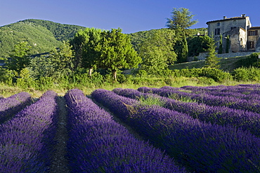 Blooming lavender field in front of the village Auribeau, Luberon mountains, Vaucluse, Provence, France