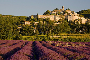 Blooming lavender field in front of the village Banon in the morning, Alpes-de-Haute-Provence, Provence, France