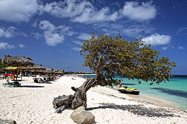 West Indies, Aruba, Dibi Divi Tree, Eagle Beach