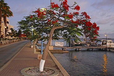 West Indies, Bonaire, Kralendijk, Promenade, flame tree