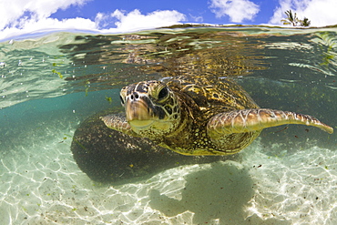 Green Turtle, Chelonia mydas, Oahu, Pacific Ocean, Hawaii, USA