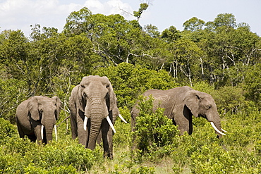 Three african elephants in front of trees at Masai Mara National Park, Kenya, Africa