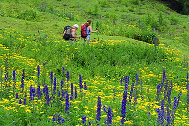 two women hiking on trail through sea of flowers, Unterlochalm, Zammer Loch, Lechtal range, Tyrol, Austria