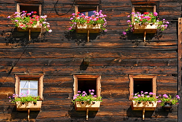 flower decorated windows at farmhouse, Oetztal range, South Tyrol, Italy