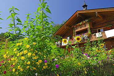 garden and farmhouse, Maria Alm, Steinernes Meer range, Berchtesgaden range, Salzburg, Austria