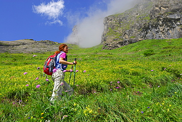 young woman hiking on trail through sea of flowers, ascent to hut Schwarzenberghuette, Hohe Tauern range, National Park Hohe Tauern, Salzburg, Austria