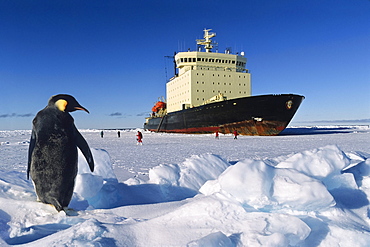 Emperor Penguin and russian Icebraker, Aptenodytes forsteri, Antarctica