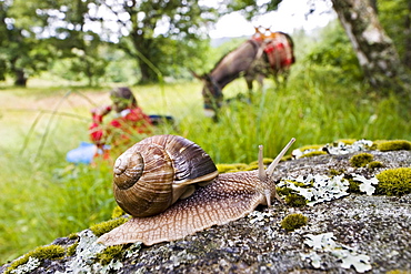 A burgundy snail on a stone, family-hiking with a donkey in the Cevennes mountains, France